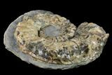 Rare, Horned Ammonite (Prioncyclus) Fossil in Rock - Kansas #131349-1